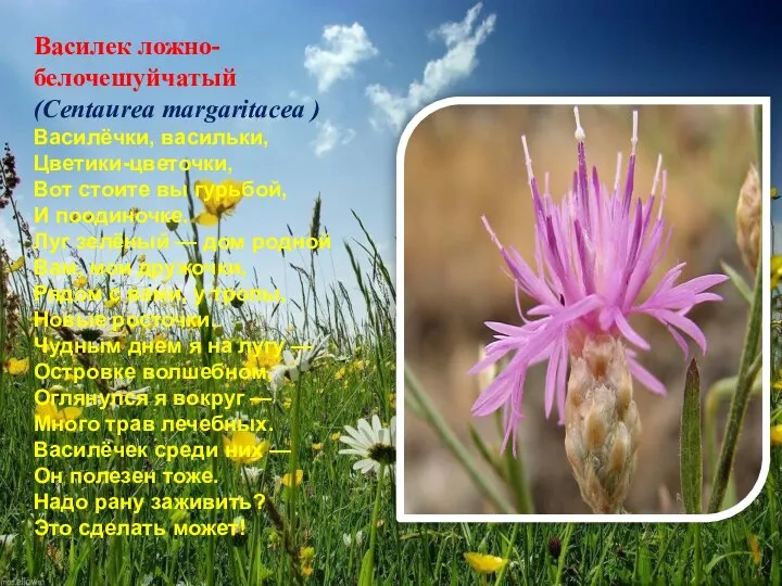 Василек ложно-белочешуйчатый (Centaurea margaritacea ) Василёчки, васильки, Цветики-цветочки, Вот стоите вы