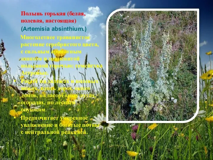 Полынь горькая (белая, полевая, настоящая) (Artemisia absinthium.) Многолетнее травянистое растение серебристого