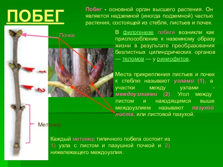 ПОБЕГ Побег - основной орган высшего растения. Он является надземной (иногда