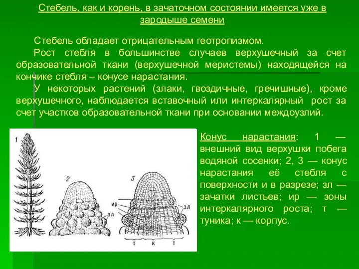 Стебель, как и корень, в зачаточном состоянии имеется уже в зародыше