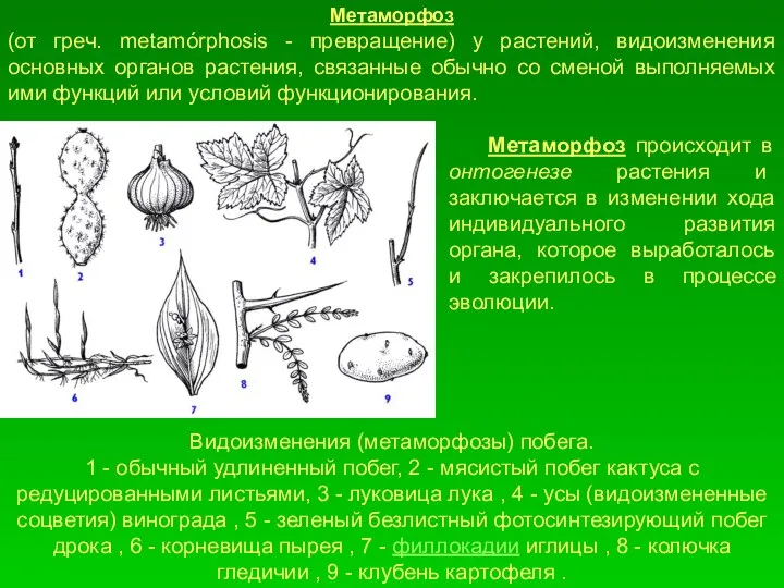 Видоизменения (метаморфозы) побега. 1 - обычный удлиненный побег, 2 - мясистый