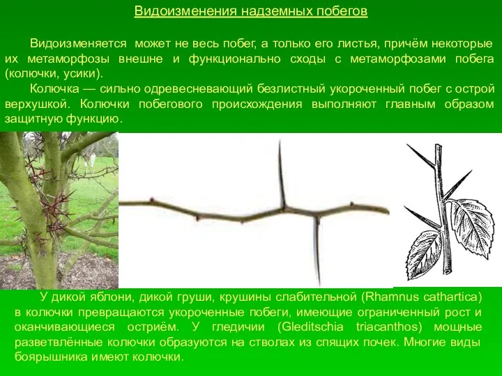 Видоизменения надземных побегов Видоизменяется может не весь побег, а только его