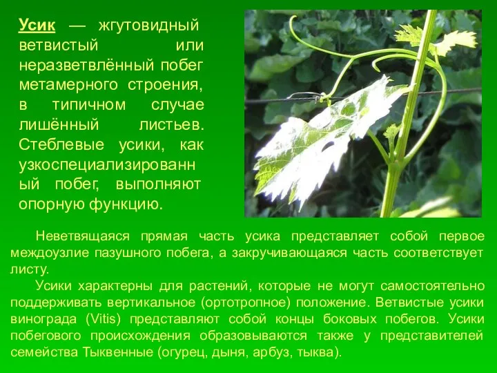 Усик — жгутовидный ветвистый или неразветвлённый побег метамерного строения, в типичном