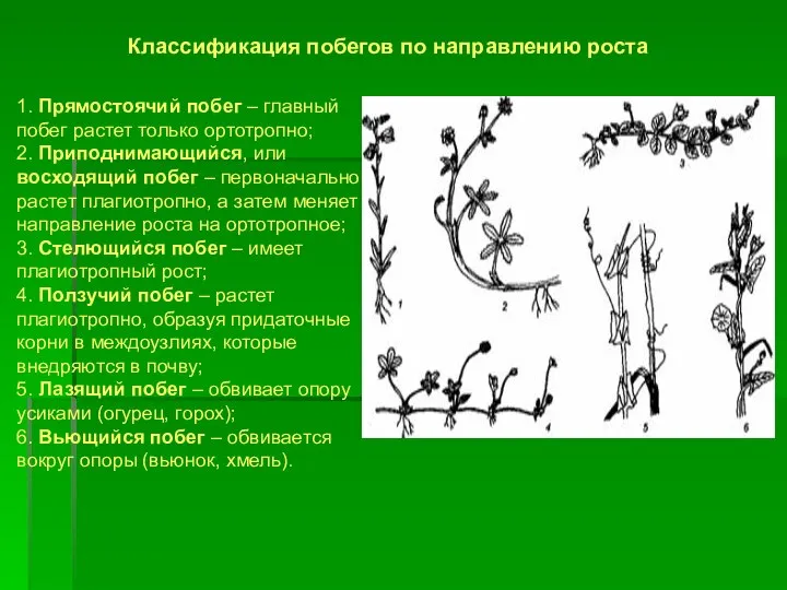 Классификация побегов по направлению роста 1. Прямостоячий побег – главный побег