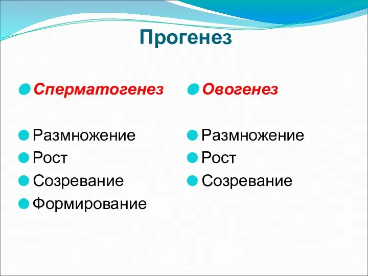 Прогенез Сперматогенез Размножение Рост Созревание Формирование Овогенез Размножение Рост Созревание