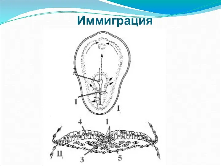 Иммиграция