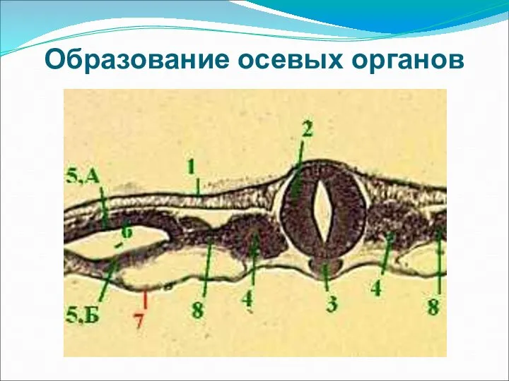 Образование осевых органов