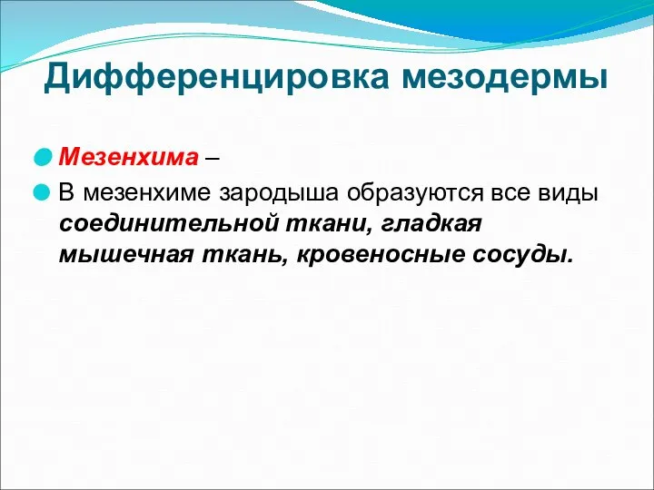 Дифференцировка мезодермы Мезенхима – В мезенхиме зародыша образуются все виды соединительной