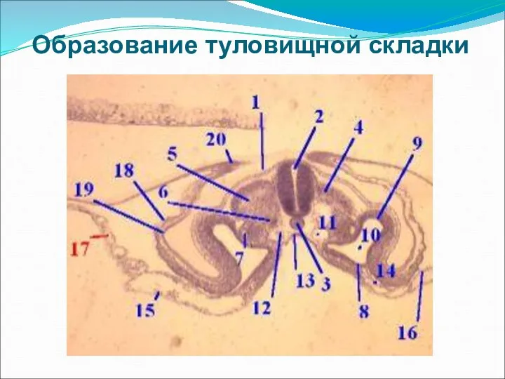 Образование туловищной складки