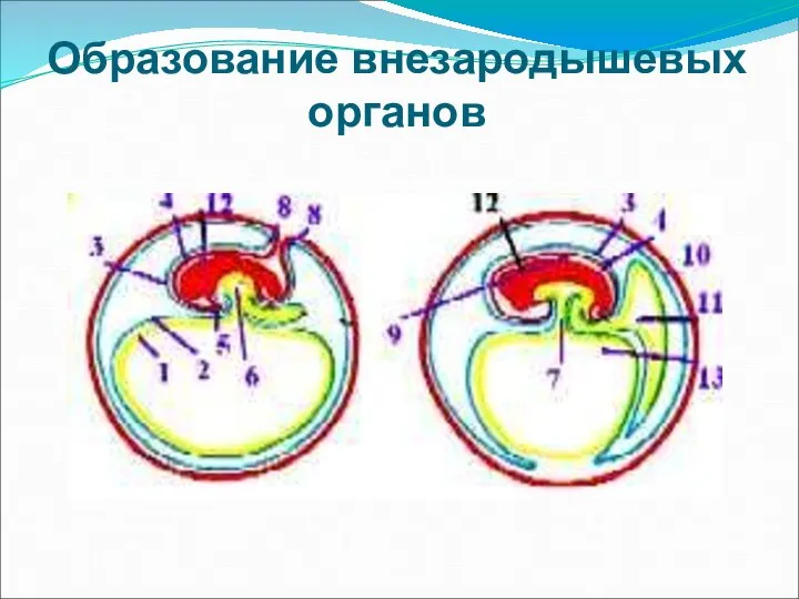 Образование внезародышевых органов