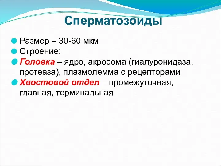 Сперматозоиды Размер – 30-60 мкм Строение: Головка – ядро, акросома (гиалуронидаза,