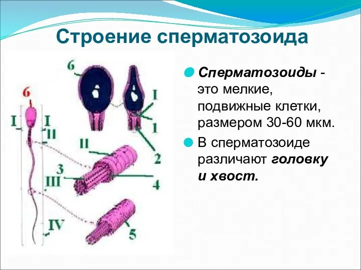 Строение сперматозоида Сперматозоиды - это мелкие, подвижные клетки, размером 30-60 мкм.