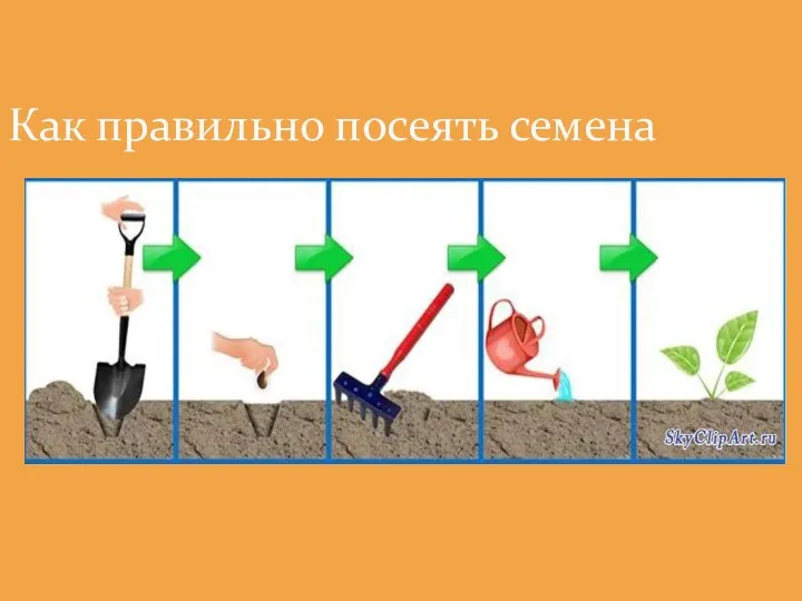 Как правильно посеять семена