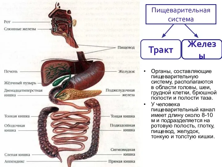 Органы, составляющие пищеварительную систему, располагаются в области головы, шеи, грудной клетки,