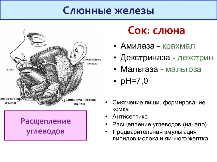 Амилаза - крахмал Декстриназа - декстрин Мальтаза - мальтоза рН=7,0 Смягчение