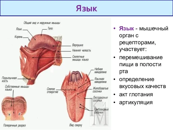 Язык - мышечный орган с рецепторами, участвует: перемешивание пищи в полости