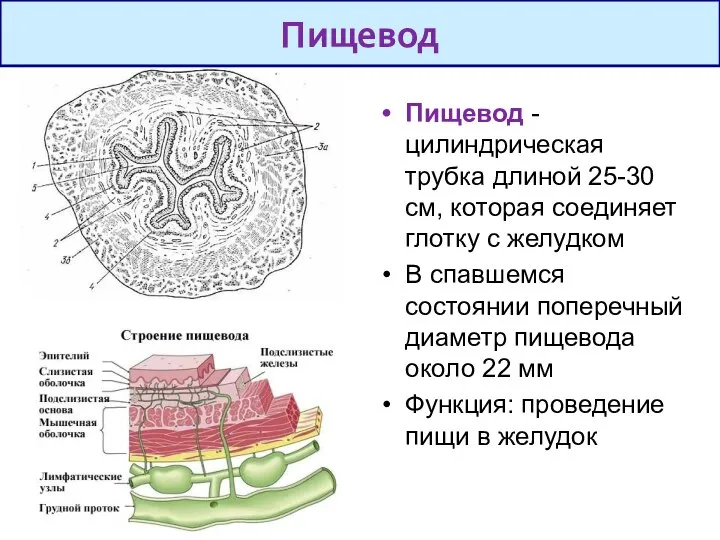 Пищевод - цилиндрическая трубка длиной 25-30 см, которая соединяет глотку с