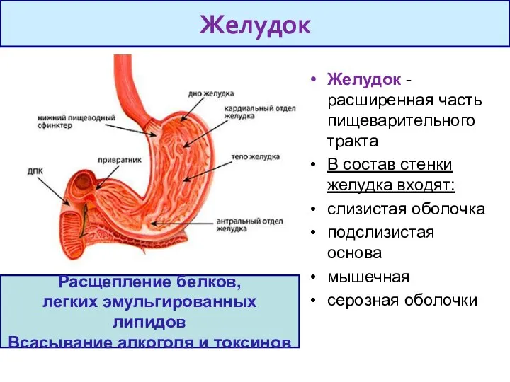 Расщепление белков, легких эмульгированных липидов Всасывание алкоголя и токсинов Желудок -расширенная