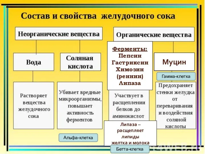 Ферменты: Пепсин Гастриксин Химозин (реннин) Липаза Муцин Липаза – расщепляет липиды