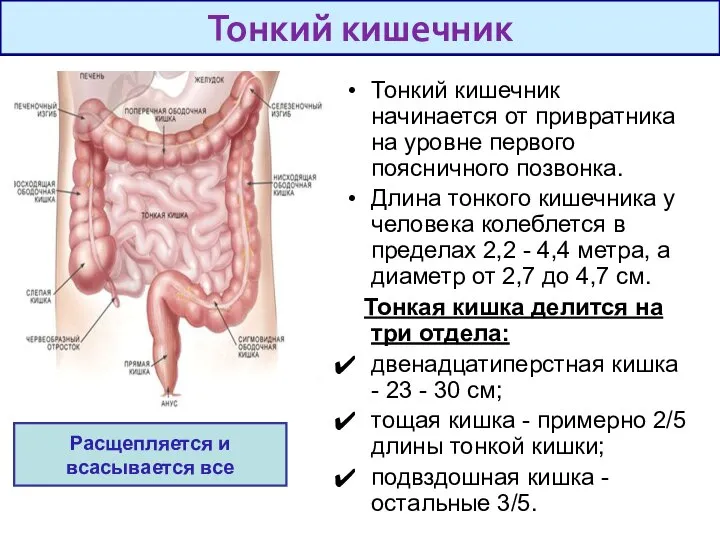 Тонкий кишечник начинается от привратника на уровне первого поясничного позвонка. Длина