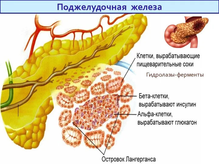 Поджелудочная железа Гидролазы-ферменты