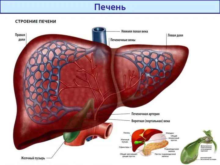 Печень