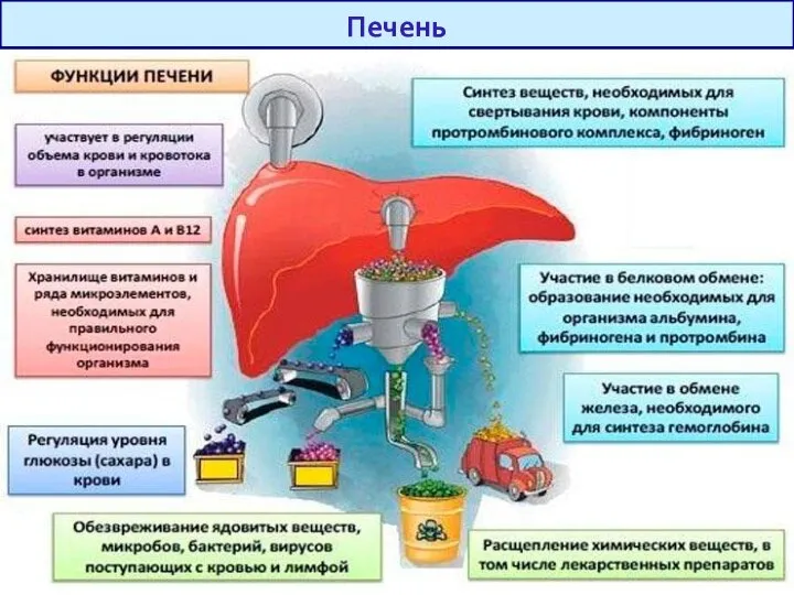 Печень