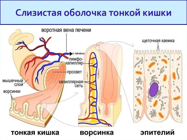 Слизистая оболочка тонкой кишки