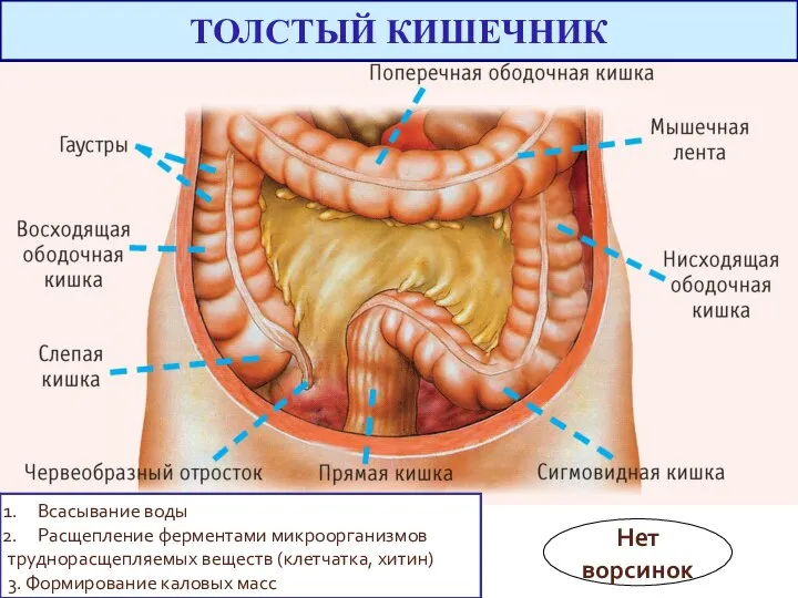 Всасывание воды Расщепление ферментами микроорганизмов труднорасщепляемых веществ (клетчатка, хитин) 3. Формирование