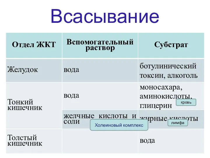 Всасывание кровь лимфа Холеиновый комплекс