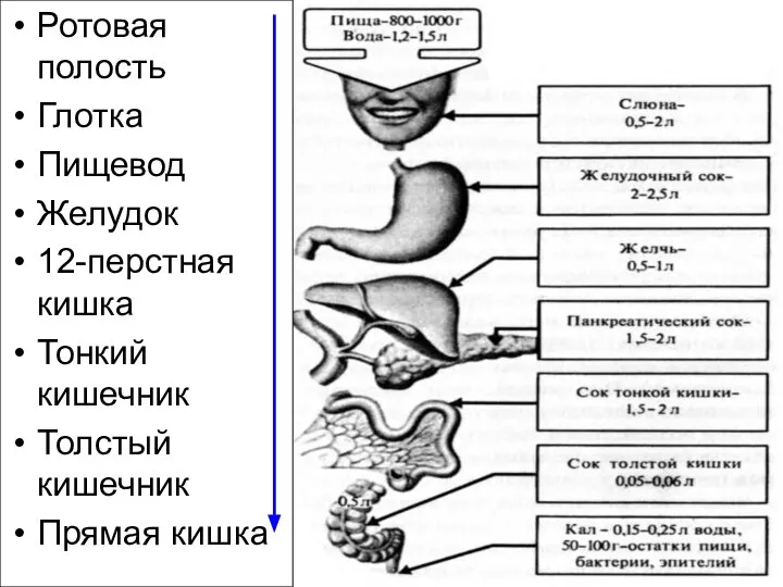 Ротовая полость Глотка Пищевод Желудок 12-перстная кишка Тонкий кишечник Толстый кишечник Прямая кишка