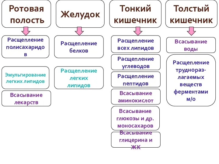 Ротовая полость Желудок Толстый кишечник Тонкий кишечник Расщепление полисахаридов Эмульгирование легких