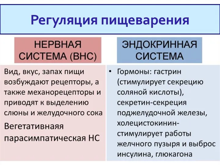 Регуляция пищеварения