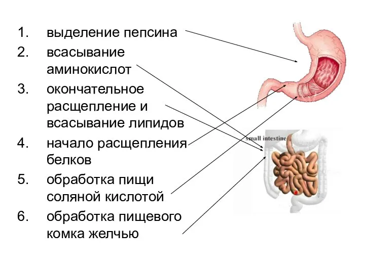 выделение пепсина всасывание аминокислот окончательное расщепление и всасывание липидов начало расщепления