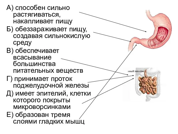 А) способен сильно растягиваться, накапливает пищу Б) обеззараживает пищу, создавая сильнокислую