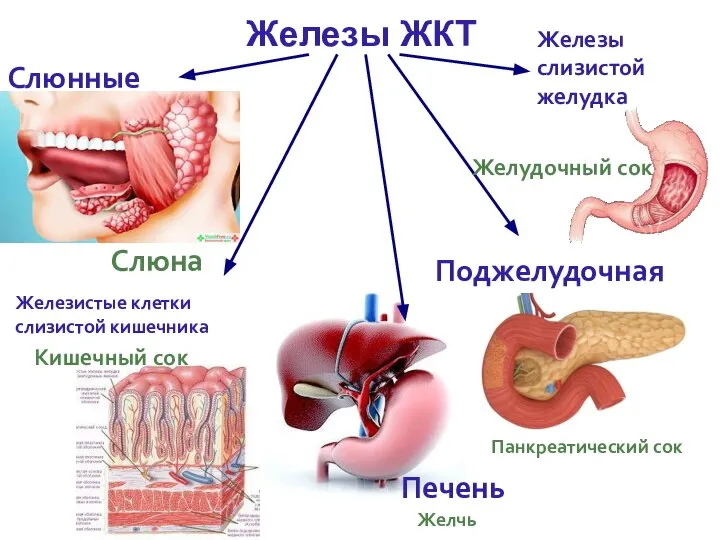 Железы ЖКТ Слюнные Железы слизистой желудка Поджелудочная Печень Железистые клетки слизистой