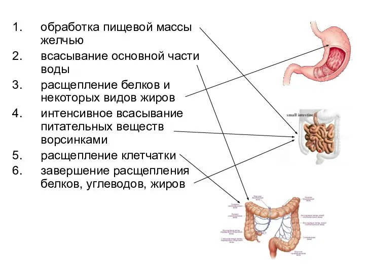 обработка пищевой массы желчью всасывание основной части воды расщепление белков и