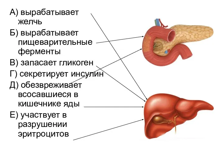 А) вырабатывает желчь Б) вырабатывает пищеварительные ферменты В) запасает гликоген Г)