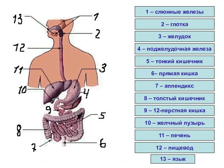 1 – слюнные железы 2 – глотка 3 – желудок 4