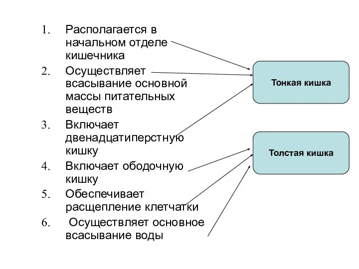 Располагается в начальном отделе кишечника Осуществляет всасывание основной массы питательных веществ