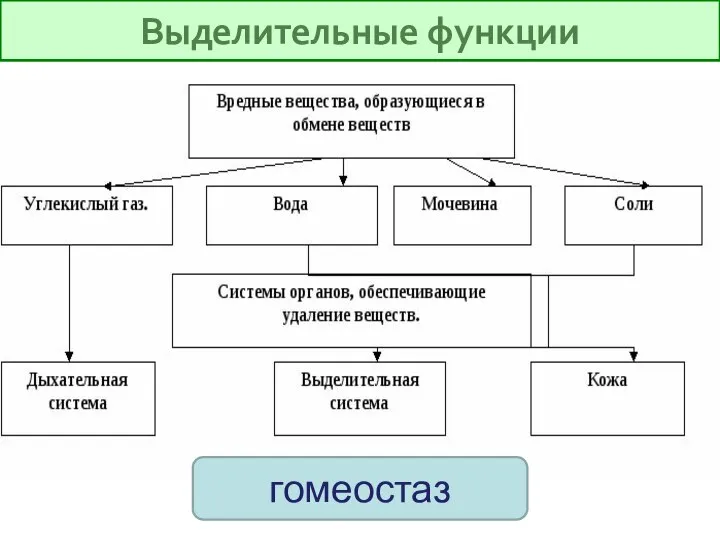 Выделительные функции гомеостаз