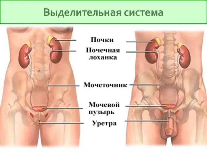 Выделительная система