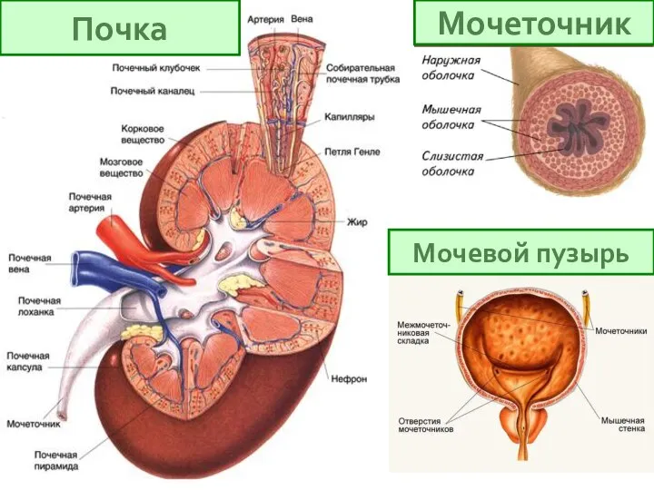 Почка Мочеточник Мочевой пузырь