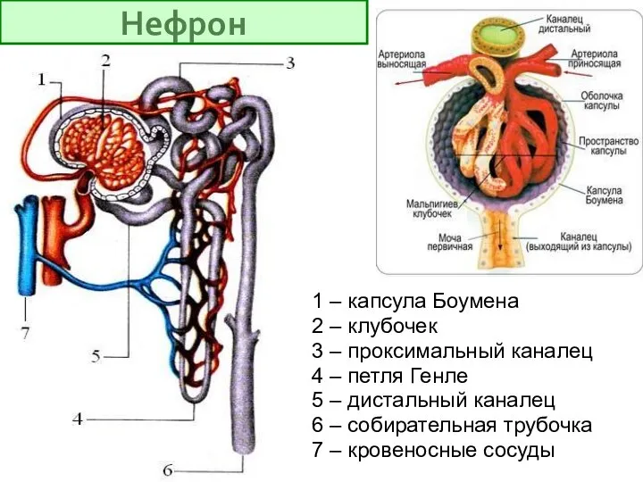 1 – капсула Боумена 2 – клубочек 3 – проксимальный каналец