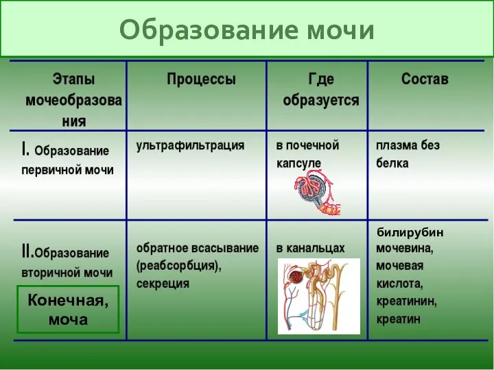 Образование мочи Конечная, моча билирубин