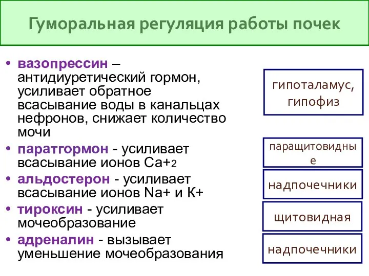 вазопрессин – антидиуретический гормон, усиливает обратное всасывание воды в канальцах нефронов,