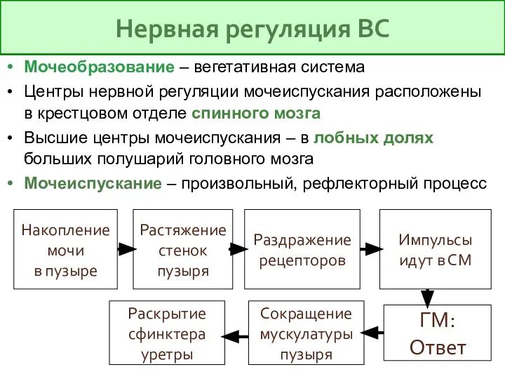 Мочеобразование – вегетативная система Центры нервной регуляции мочеиспускания расположены в крестцовом