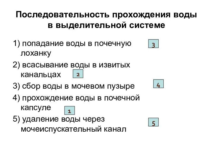 Последовательность прохождения воды в выделительной системе 1) попадание воды в почечную