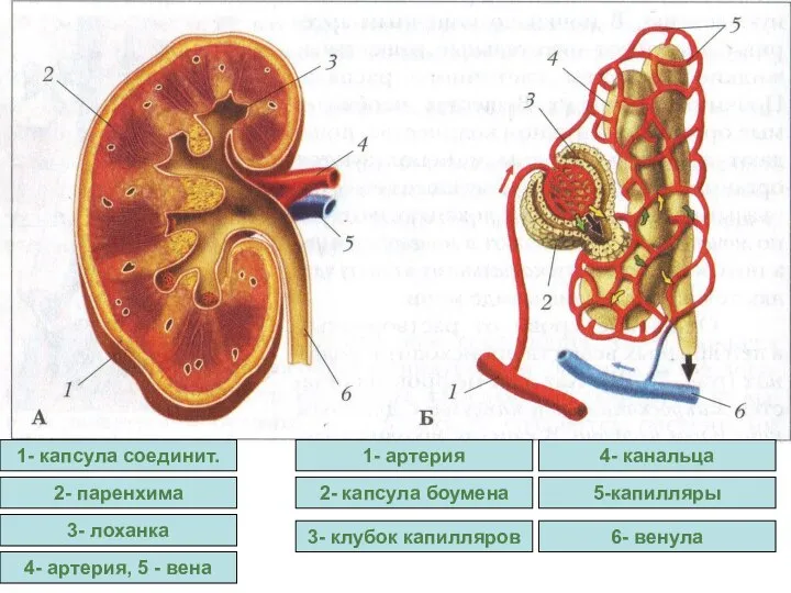 1- капсула соединит. 2- паренхима 3- лоханка 4- артерия, 5 -