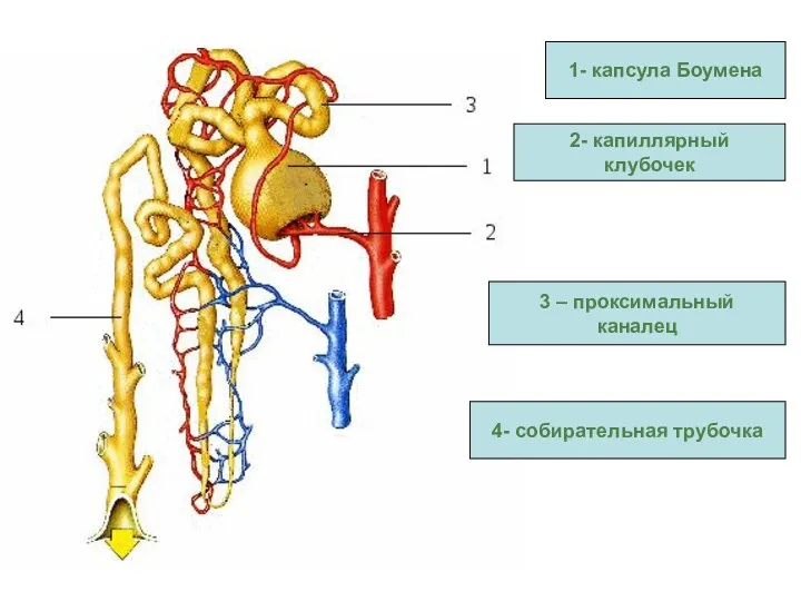 1- капсула Боумена 2- капиллярный клубочек 3 – проксимальный каналец 4- собирательная трубочка